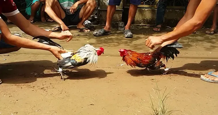 Khám Phá Thế Giới Đá Gà Tại 7Fun7: Trải Nghiệm Cá Cược Đỉnh Cao 1 Khám Phá Thế Giới Đá Gà Tại 7Fun7: Trải Nghiệm Cá Cược Đỉnh Cao